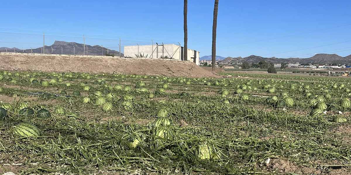 Grandine, a Lorca danni per centinaia di migliaia di ettari di ortofrutta